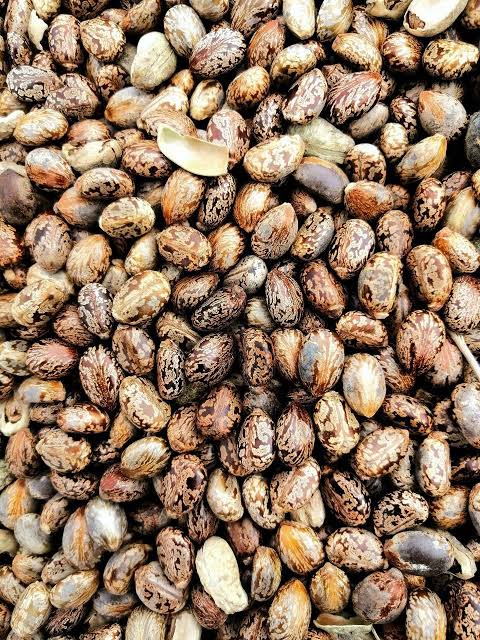 Castor bean seeds